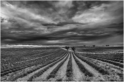 nury marc_plateau de valensole 65